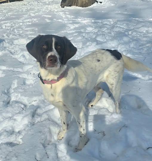 Enlarge Sadie, a Adoptable mixed breed in Metropolis, IL image 1/1