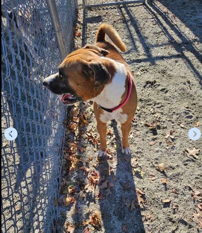 Enlarge Hoss, a Adopted mixed breed in Reston, VA image 1/3