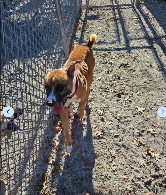 Enlarge Hoss, a Adopted mixed breed in Reston, VA image 2/3