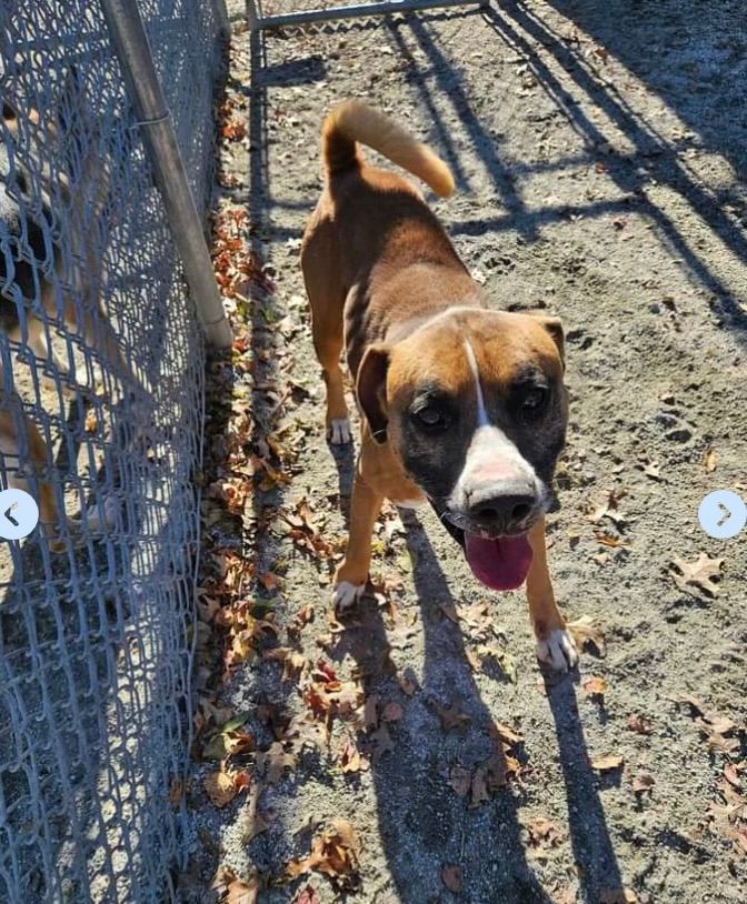 Enlarge Hoss, a Adopted mixed breed in Reston, VA image 3/3