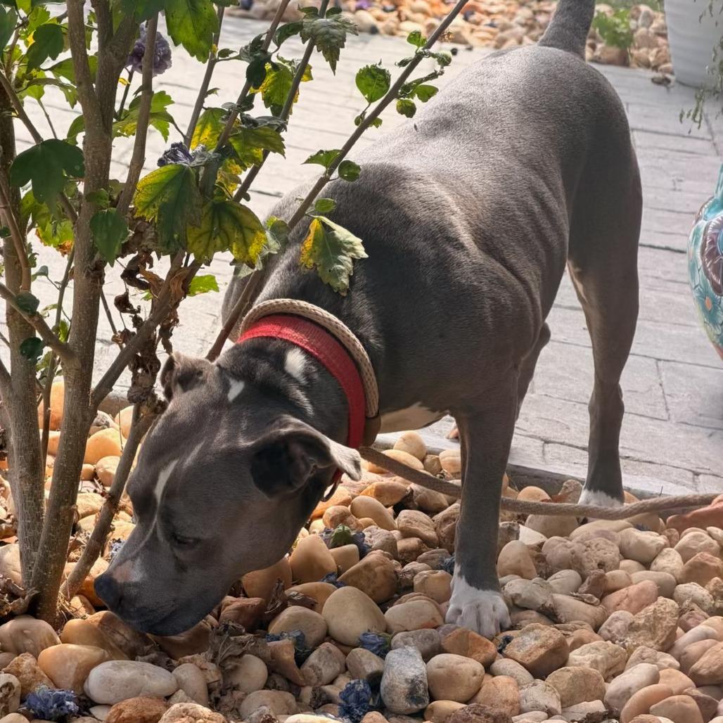 Enlarge Malaya, a Adoptable mixed breed in Newborn, GA image 2/6