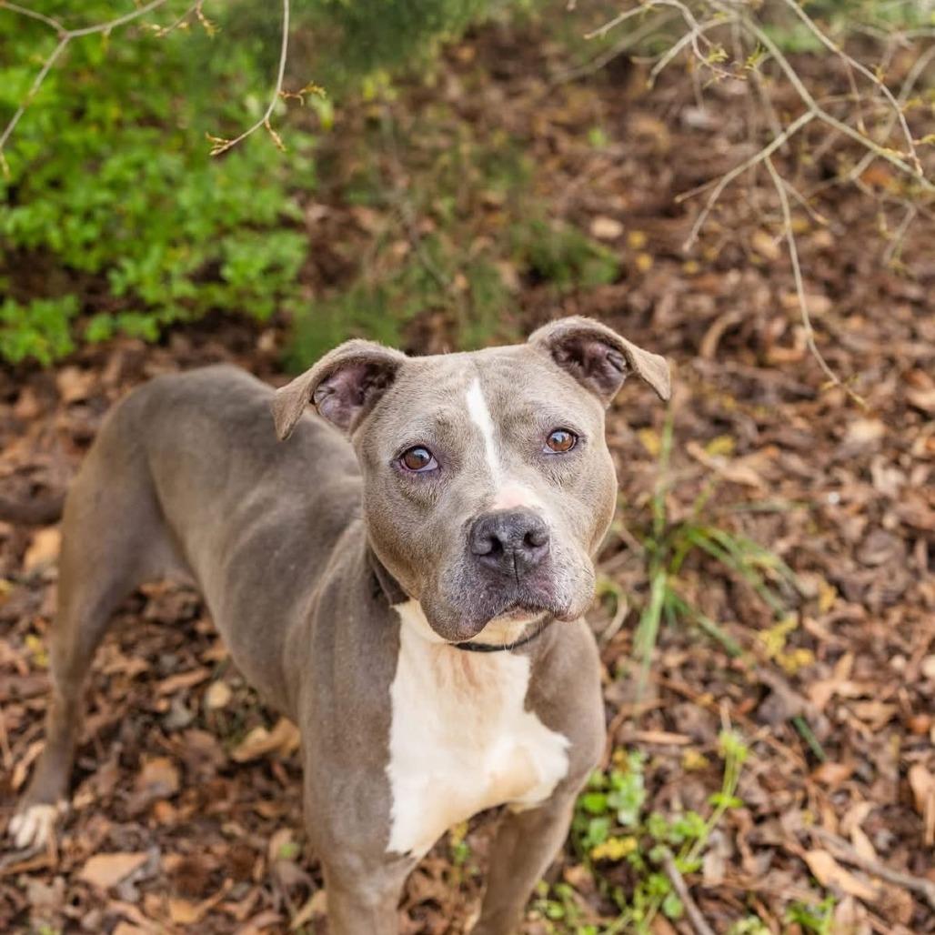 Malaya, Adoptable, Adult Female American Staffordshire Terrier & Mixed Breed.