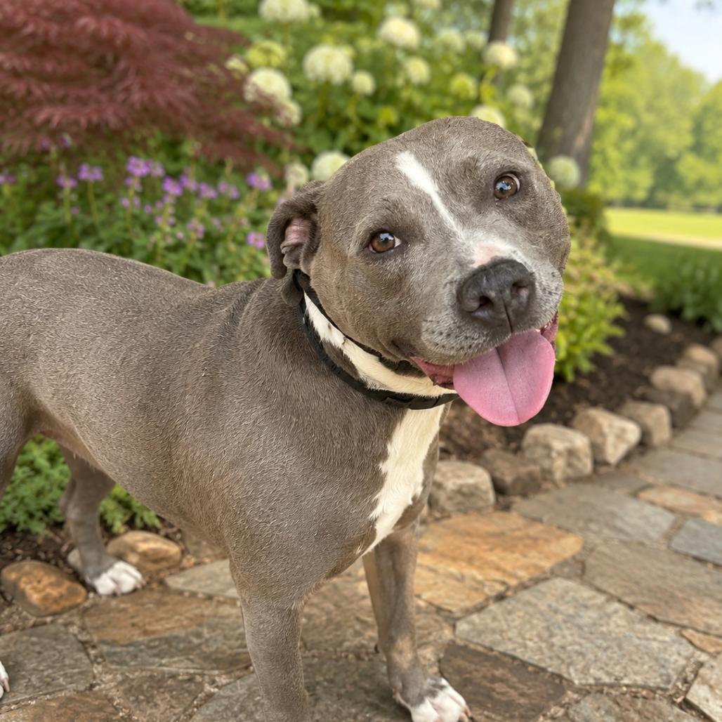Enlarge Malaya, a Adoptable mixed breed in Newborn, GA image 3/6