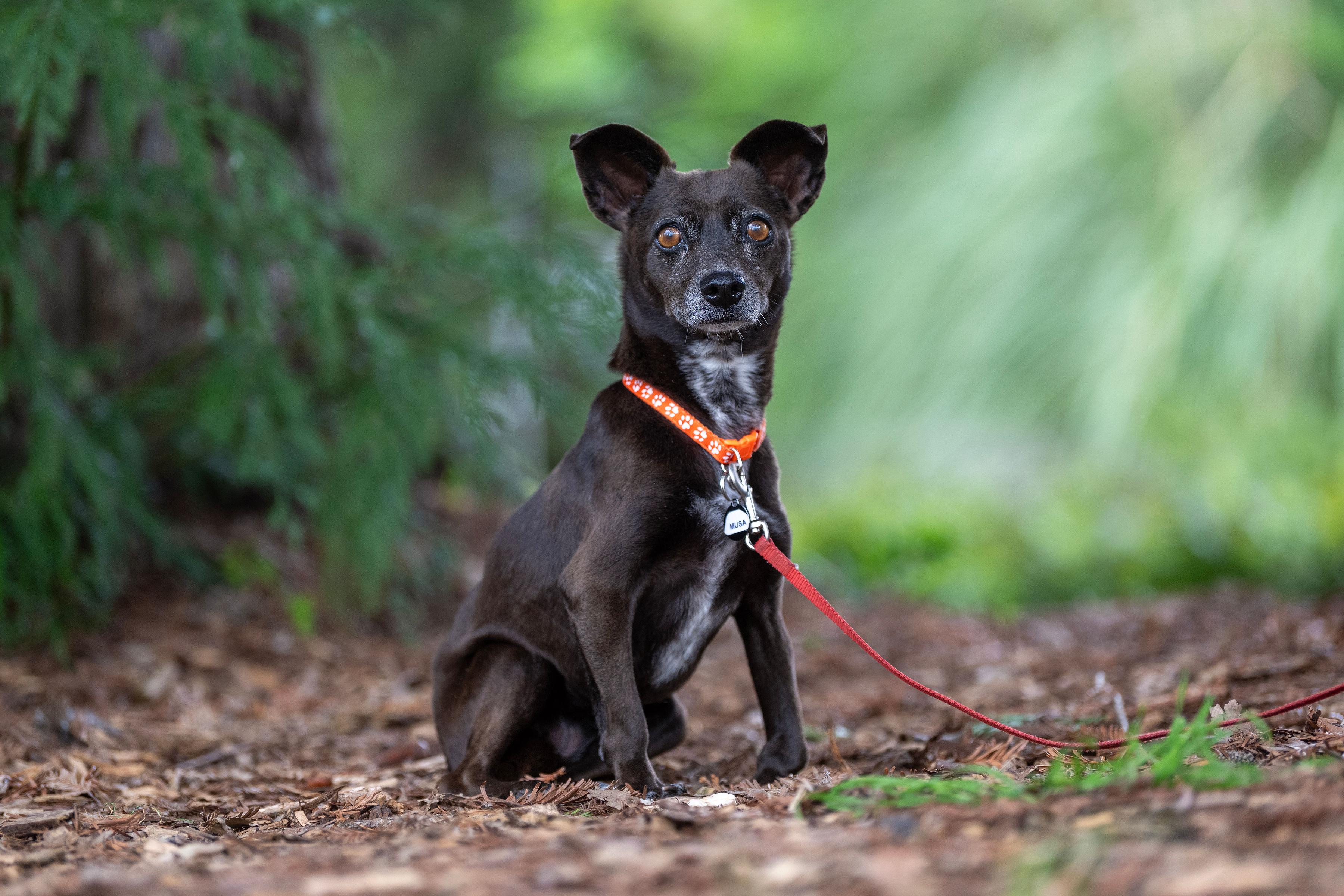 Enlarge Musa, a Adoptable mixed breed in Santa Rosa, CA image 3/6