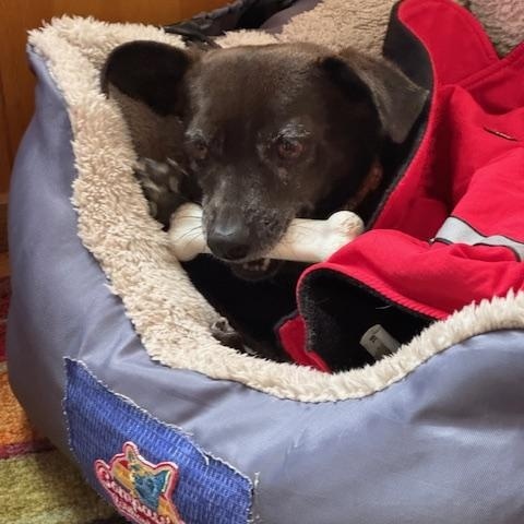 Musa, Adoptable, Adult Female Chihuahua.