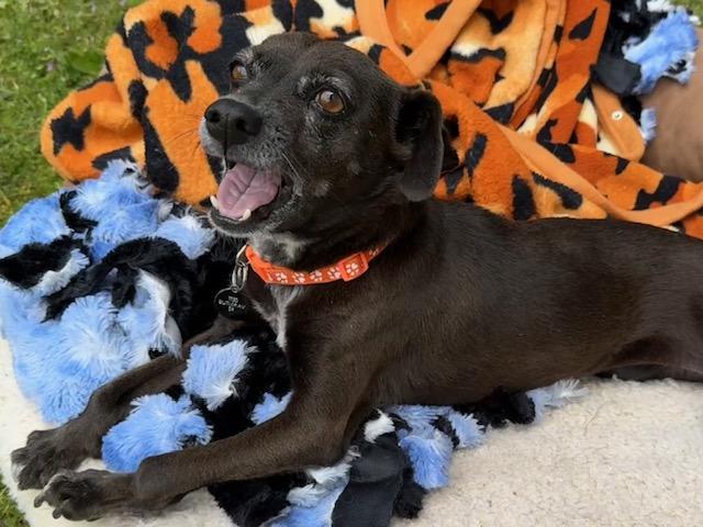 Musa, Adoptable, Adult Female Chihuahua.