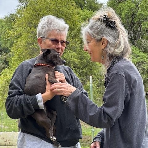 Enlarge Musa, a Adoptable mixed breed in Santa Rosa, CA image 6/6