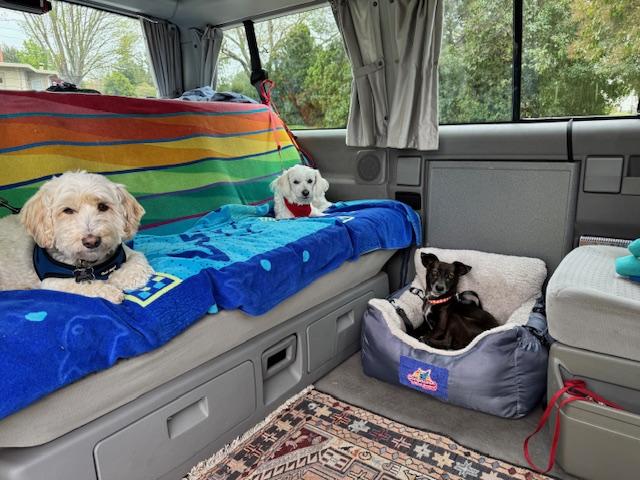 Enlarge Musa, a Adoptable mixed breed in Santa Rosa, CA image 4/6