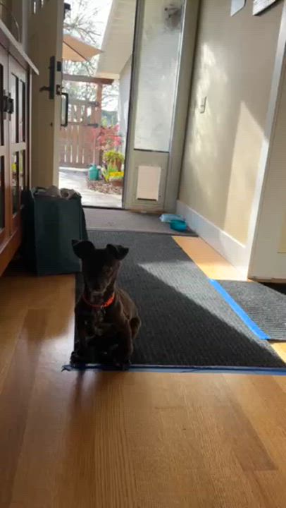 Enlarge Musa, a Adoptable mixed breed in Santa Rosa, CA video 2/6