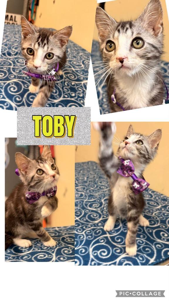 Enlarge Toby, a Adoptable mixed breed in Rensselaer, IN image 1/1