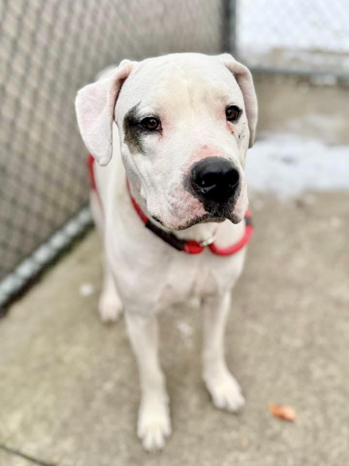 Malala, an adopted Dogo Argentino in Chicago, IL image 4/4