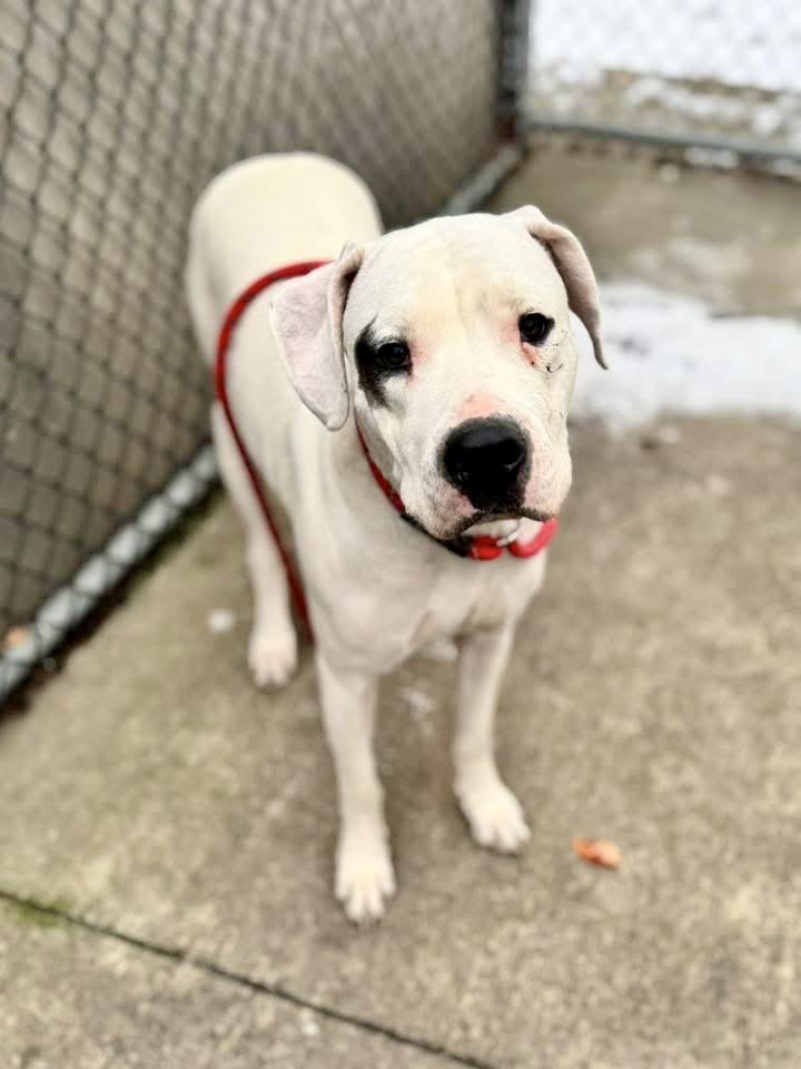 Malala, an adopted Dogo Argentino in Chicago, IL image 3/4