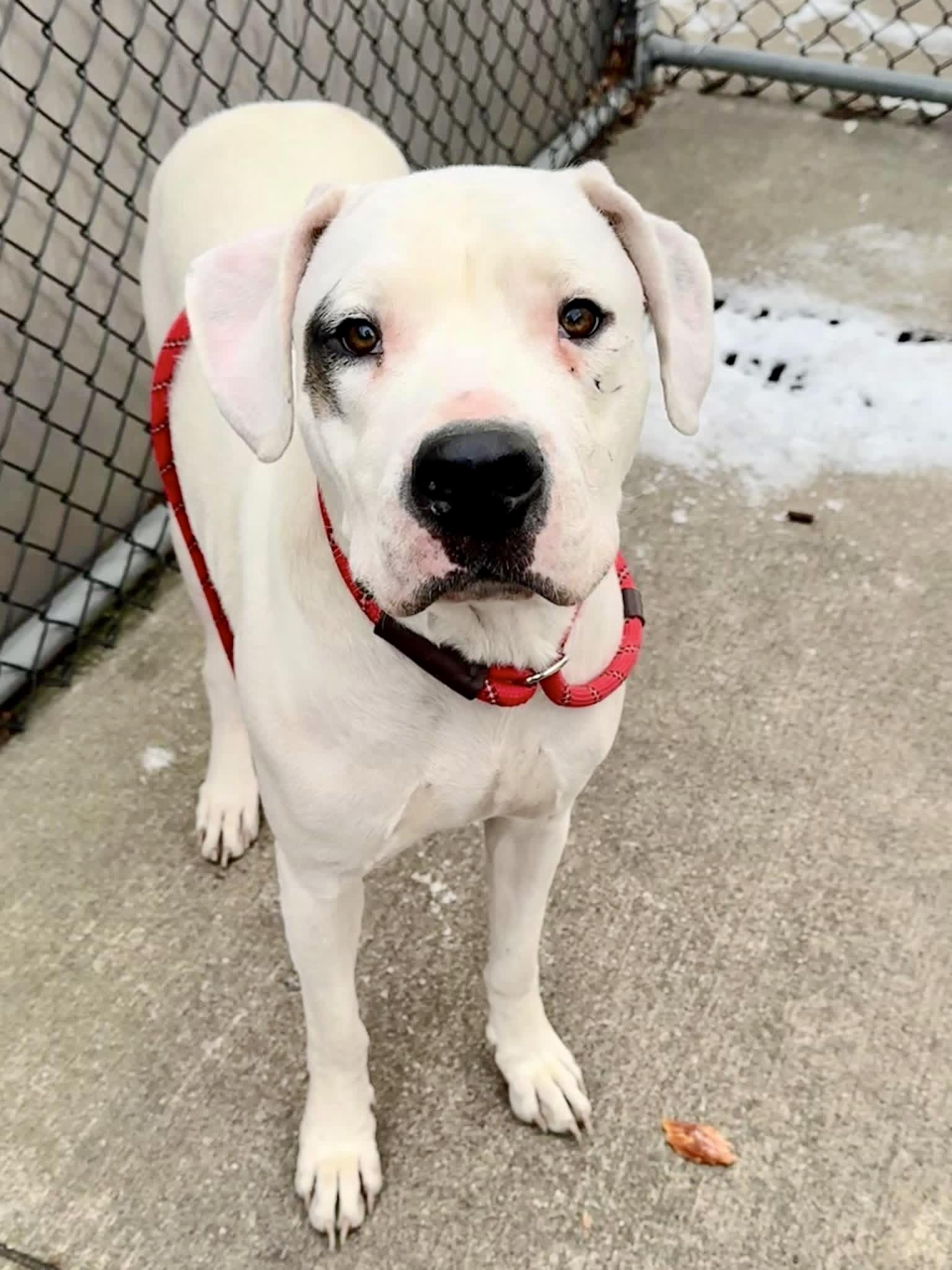 Malala, an adopted Dogo Argentino in Chicago, IL image 1/4