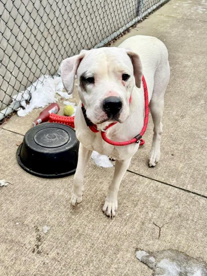 Malala, an adopted Dogo Argentino in Chicago, IL image 2/4