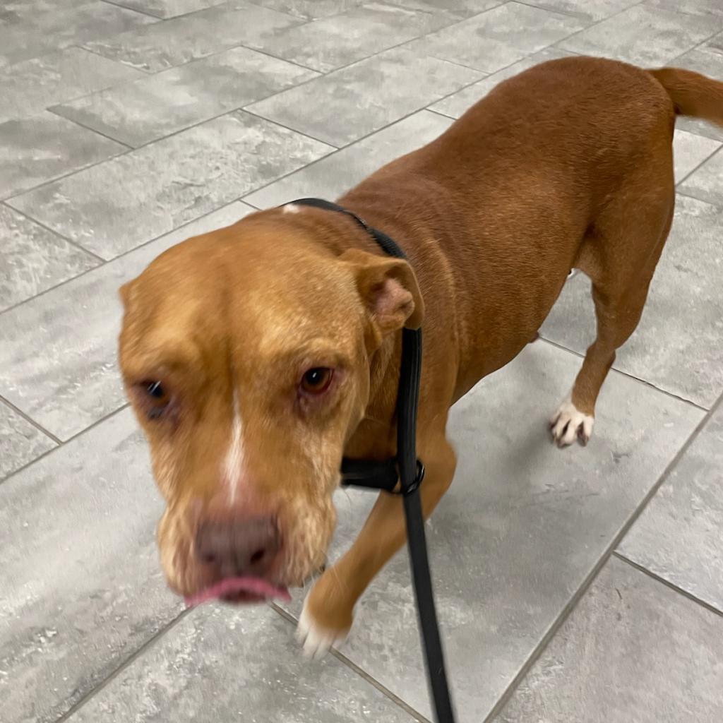 Enlarge Frannie, a Adoptable mixed breed in Tomball, TX image 1/1