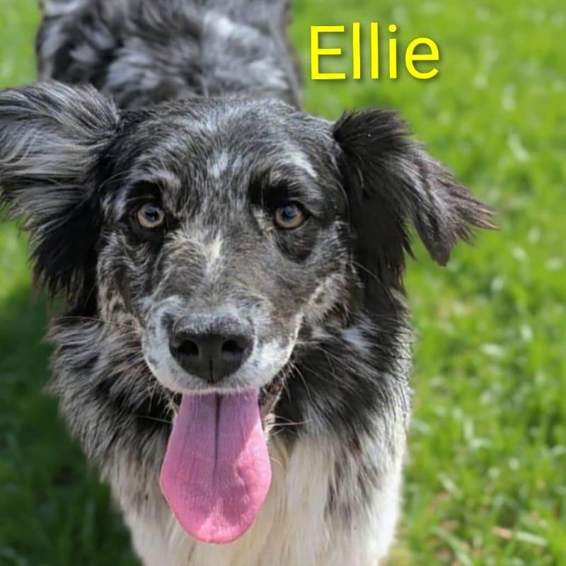 Ellie, adopted, Young Female Australian Shepherd & Border Collie.