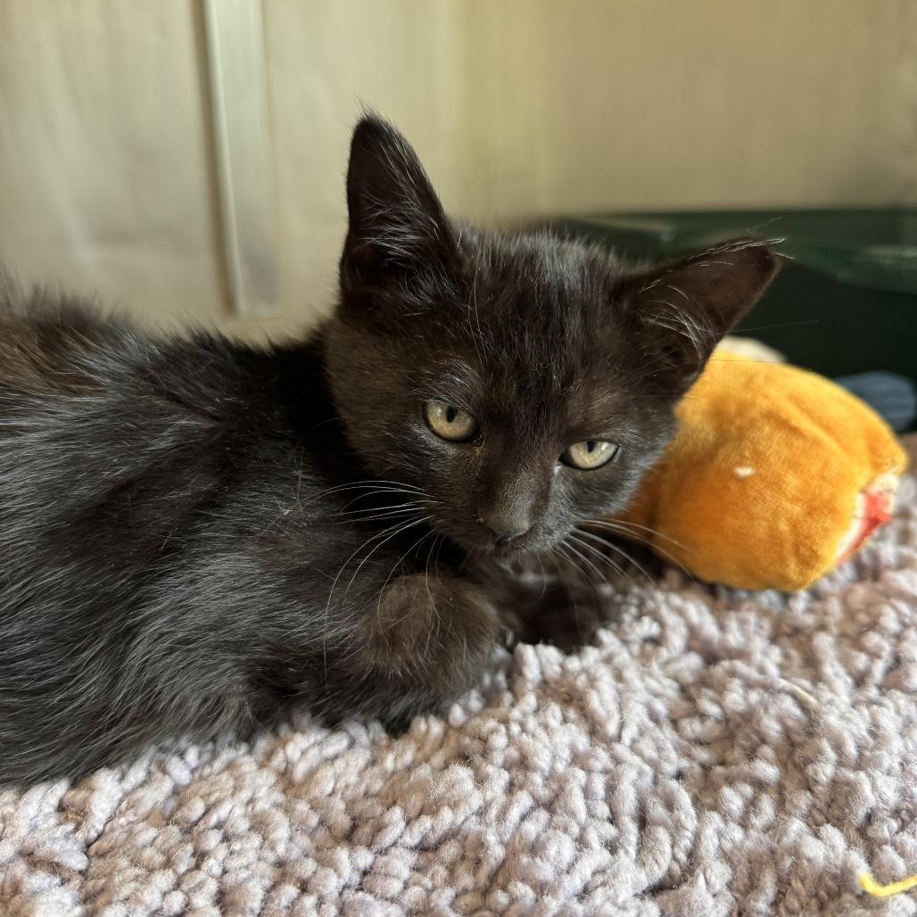 Enlarge Wednesday, a Adoptable Domestic Short Hair in South Haven, MI image 1/1