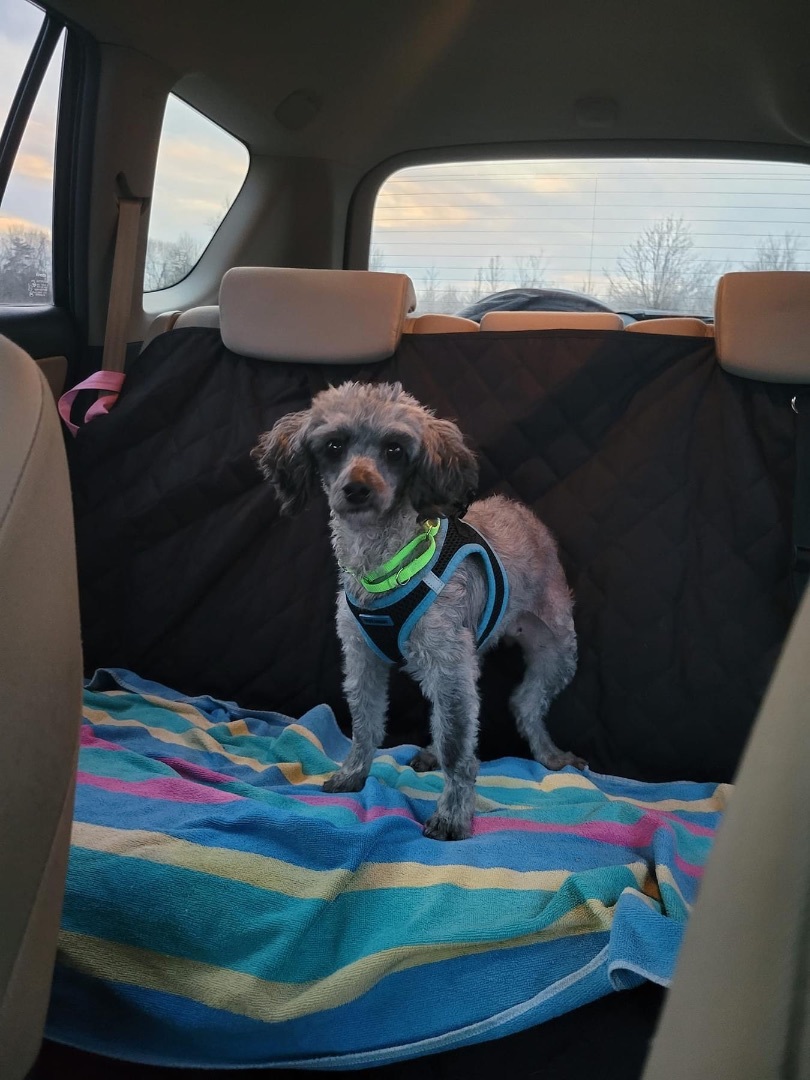 Enlarge Naya, a Adoptable Miniature Poodle in Dayton, OH image 3/6