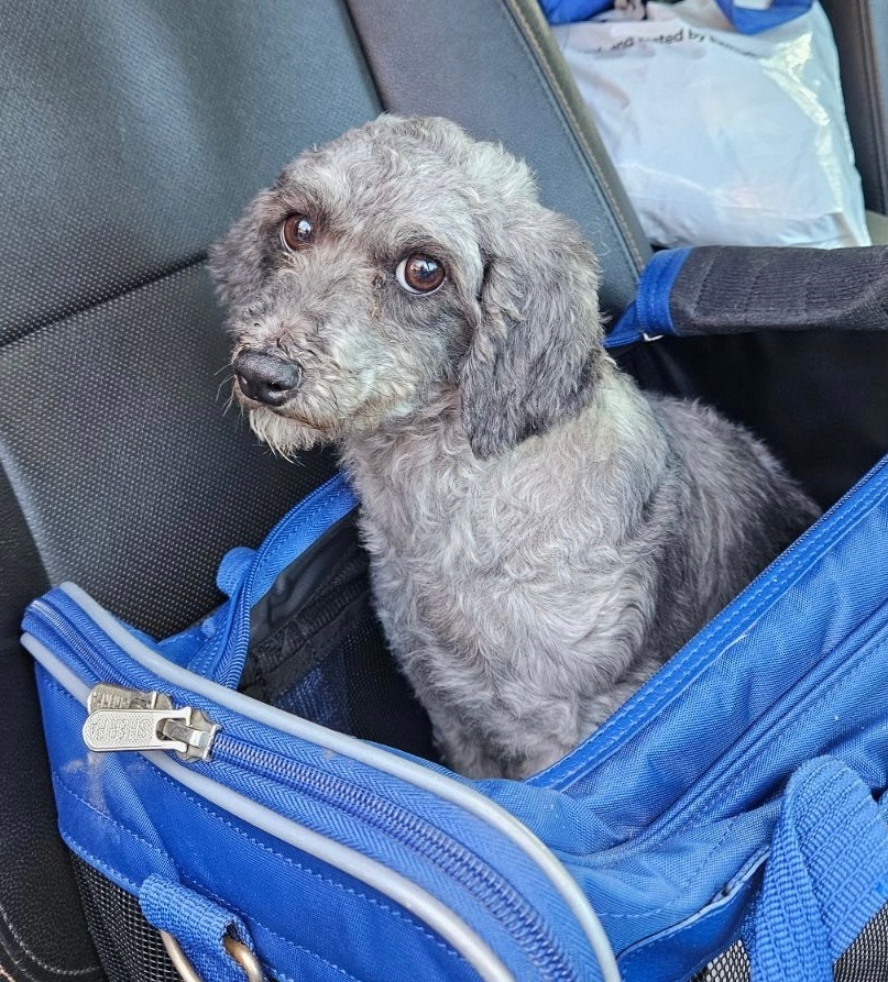 Enlarge Naya, a Adoptable Miniature Poodle in Dayton, OH image 4/6