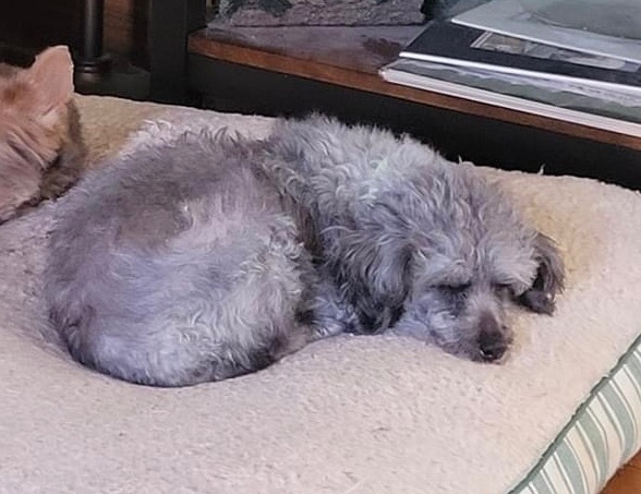 Enlarge Naya, a Adoptable Miniature Poodle in Dayton, OH image 5/6