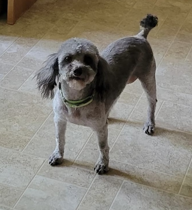 Enlarge Naya, a Adoptable Miniature Poodle in Dayton, OH image 2/6