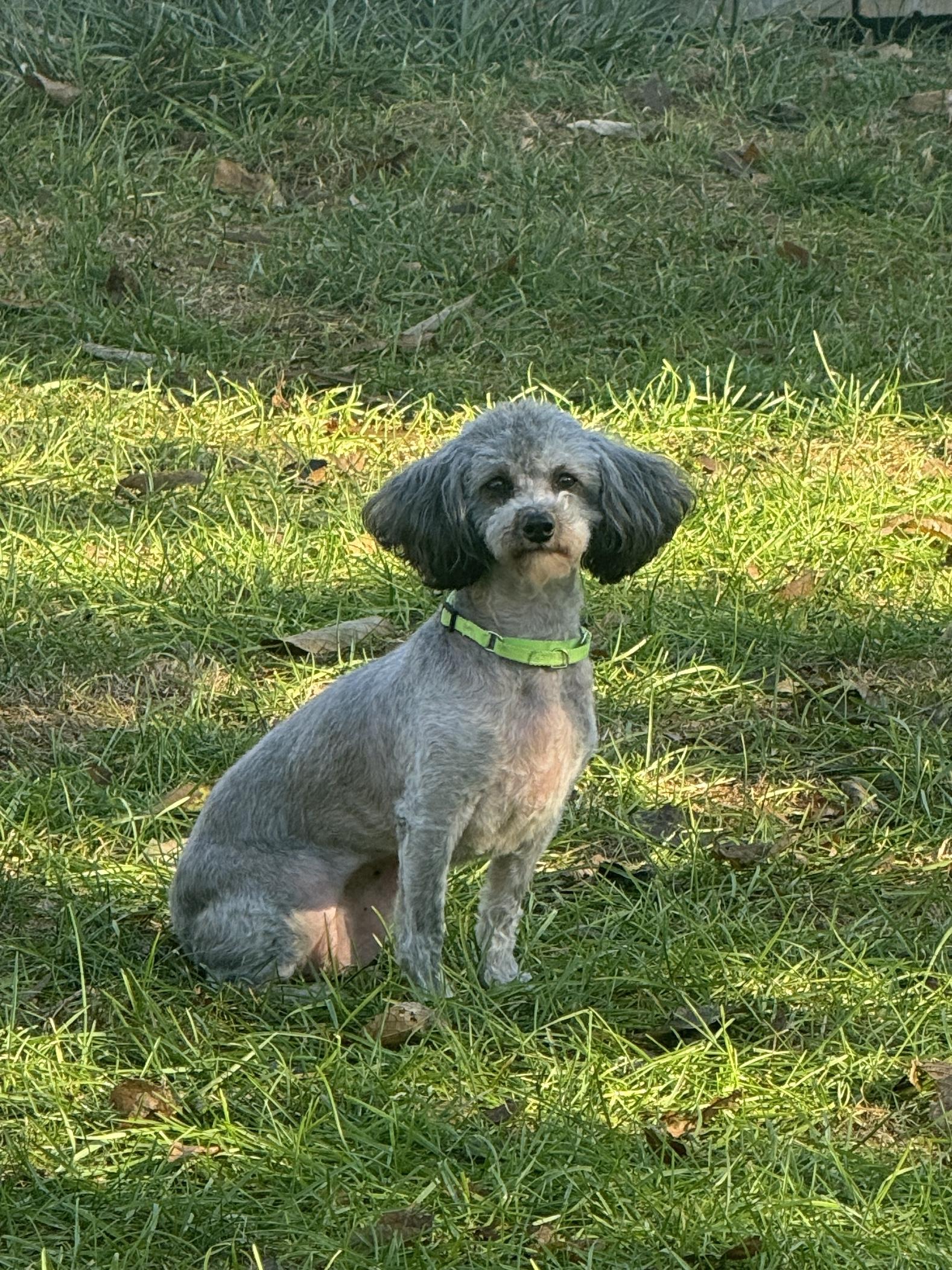 Naya, Adoptable, Adult Female Miniature Poodle.