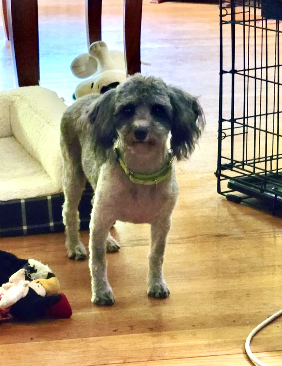 Enlarge Naya, a Adoptable Miniature Poodle in Dayton, OH image 6/6