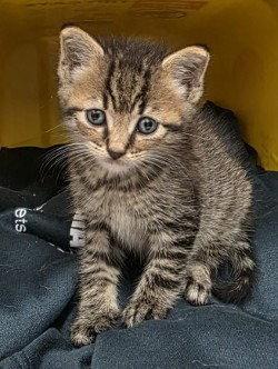 Enlarge CA 137 Riley, a Adoptable Domestic Short Hair in Glen Allen, VA image 2/2