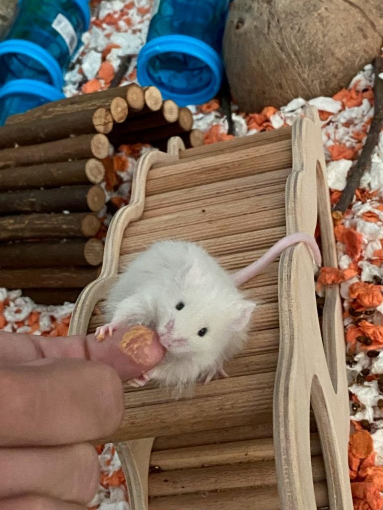 Enlarge Crackle, a Adoptable Mouse in Eagle Mountain, UT image 1/2