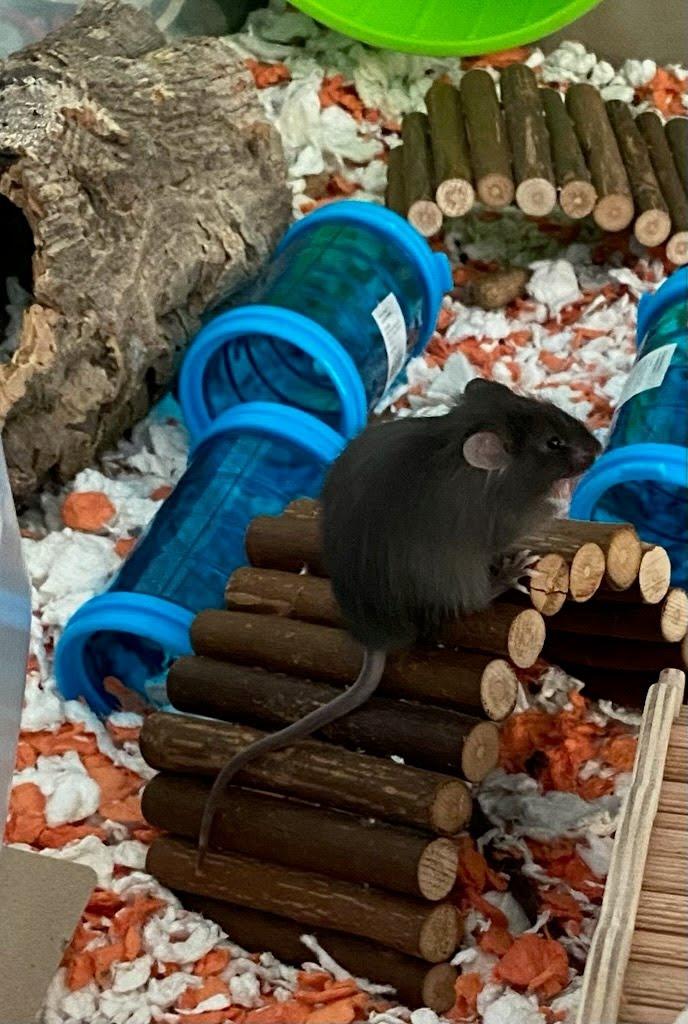 Enlarge Crackle, a Adoptable Mouse in Eagle Mountain, UT image 2/2