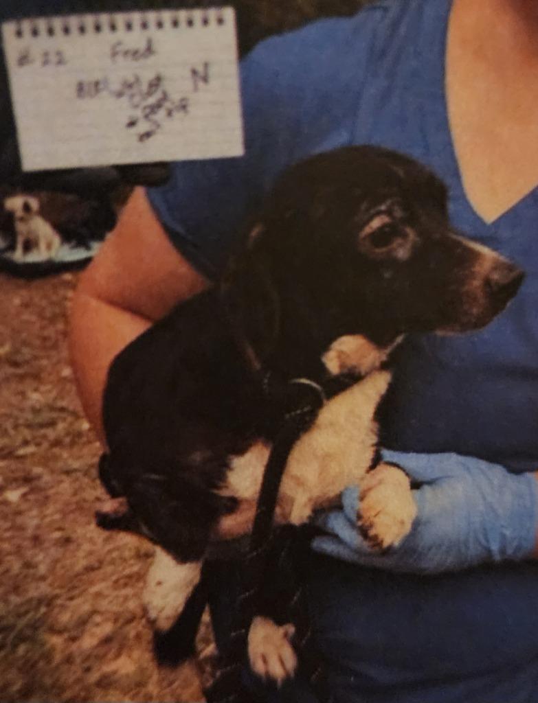 Fred, Adoptable, Adult Male Dachshund & Chihuahua.