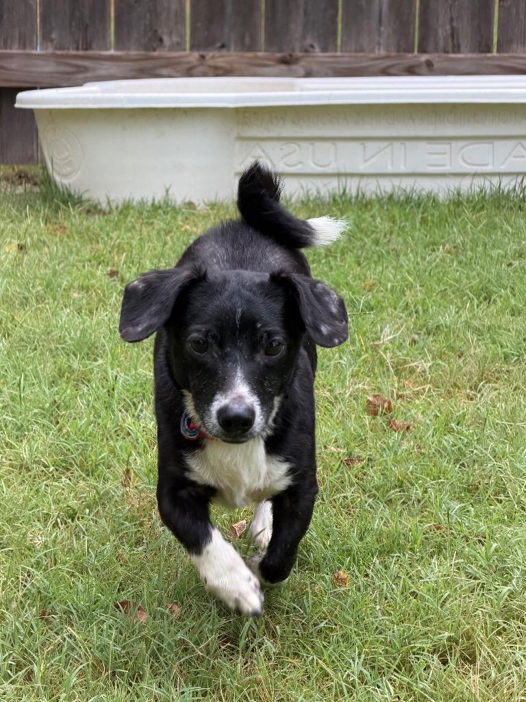 Enlarge Fred, a Adoptable mixed breed in Great Bend, KS image 2/2
