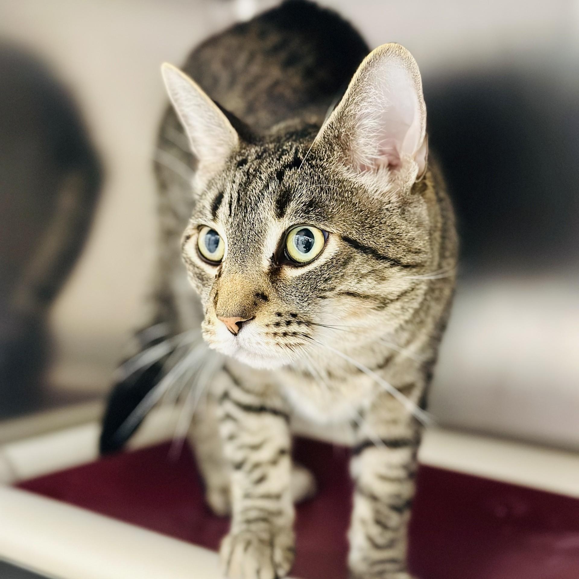 Enlarge Doodle , a ADOPTABLE Domestic Short Hair in Manahawkin, NJ image 1/2