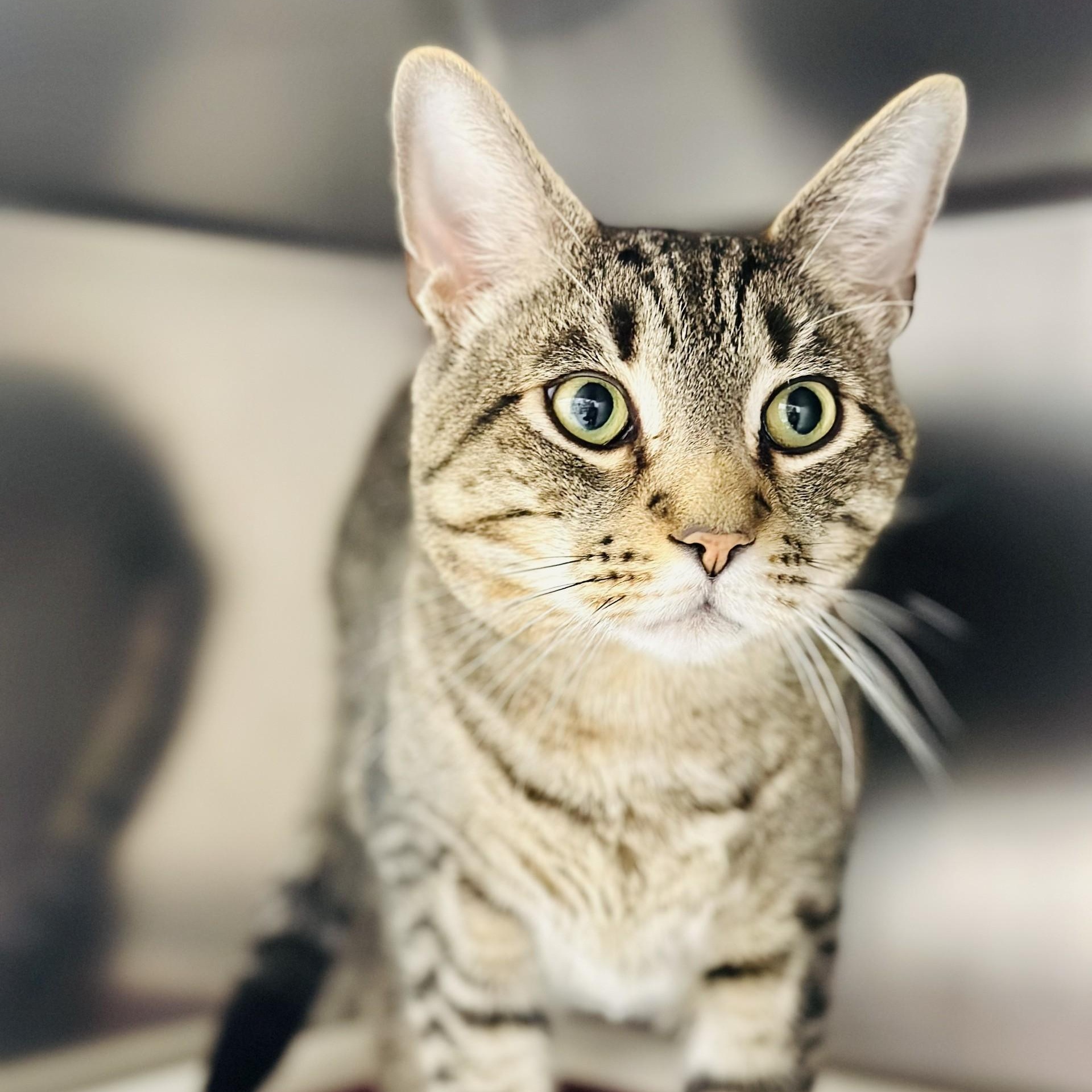 Enlarge Doodle , a ADOPTABLE Domestic Short Hair in Manahawkin, NJ image 2/2