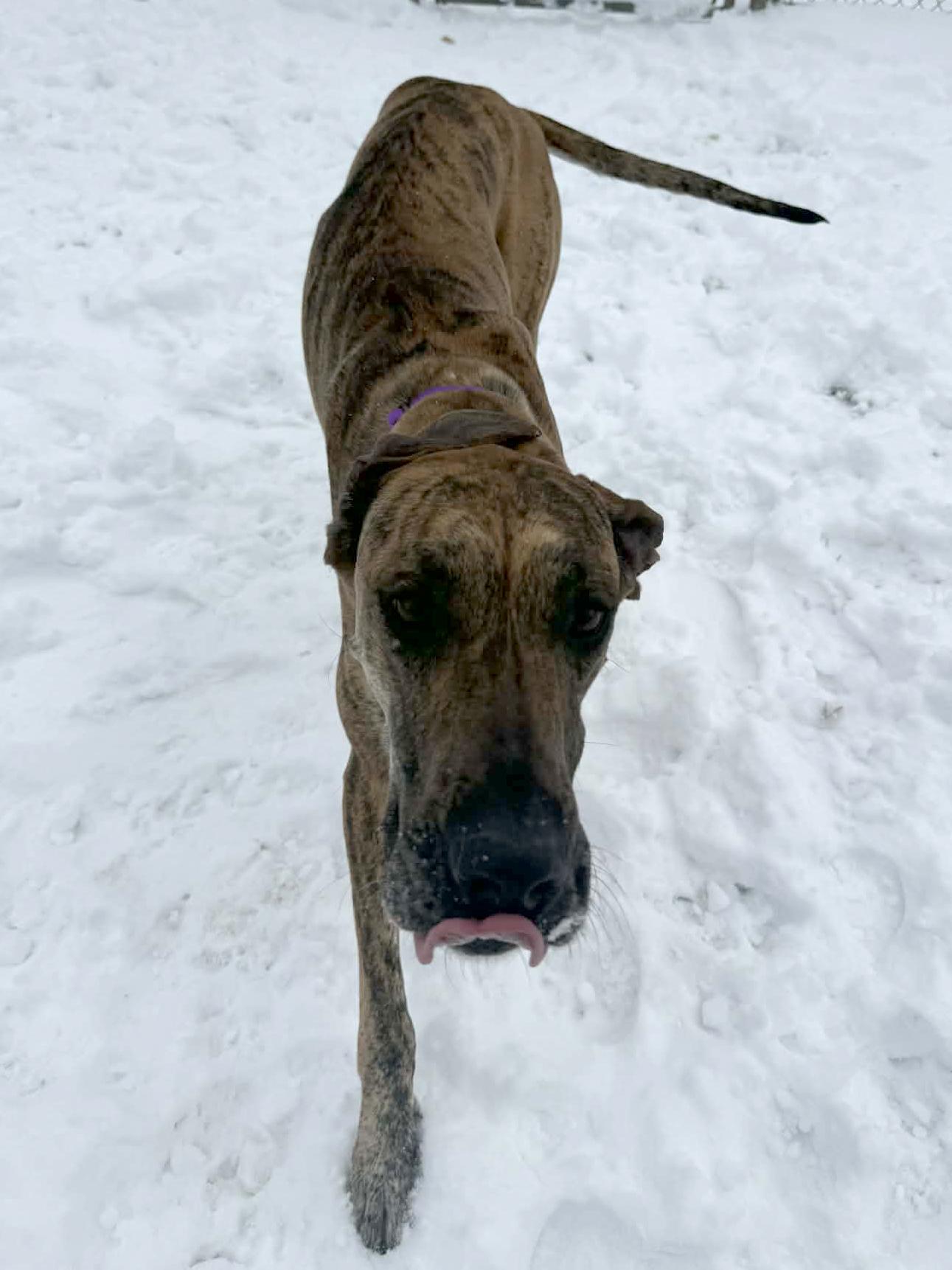 Rizzo, ADOPTABLE, Adult Female Great Dane.