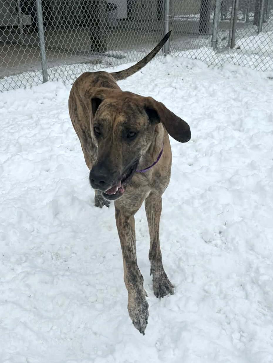Enlarge Rizzo, a ADOPTABLE Great Dane in Onalaska, WI image 2/6