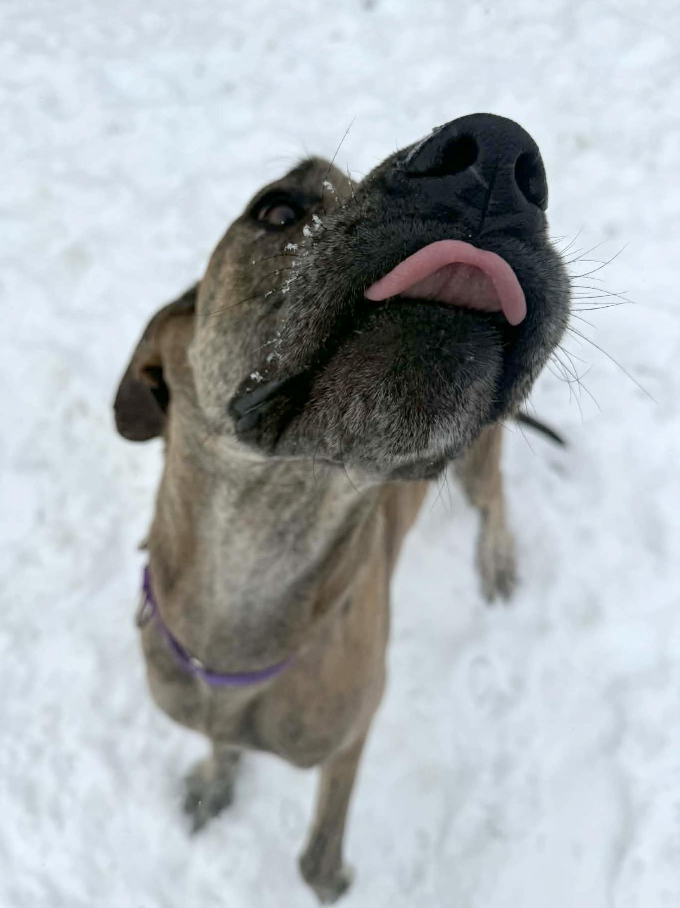 Enlarge Rizzo, a ADOPTABLE Great Dane in Onalaska, WI image 3/6