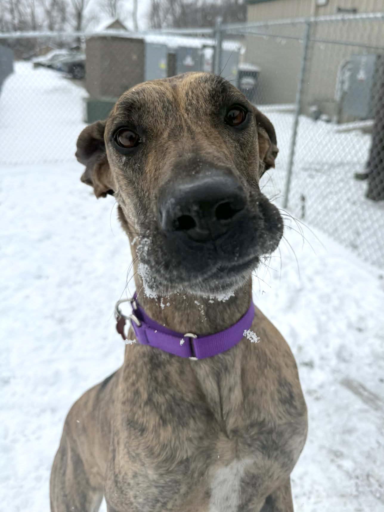 Enlarge Rizzo, a ADOPTABLE Great Dane in Onalaska, WI image 4/6