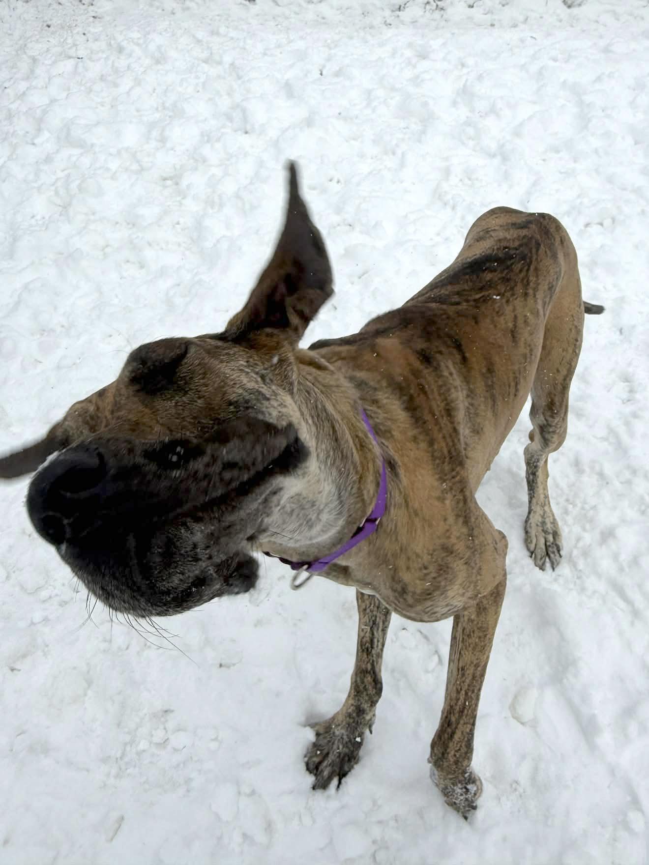 Enlarge Rizzo, a ADOPTABLE Great Dane in Onalaska, WI image 5/6