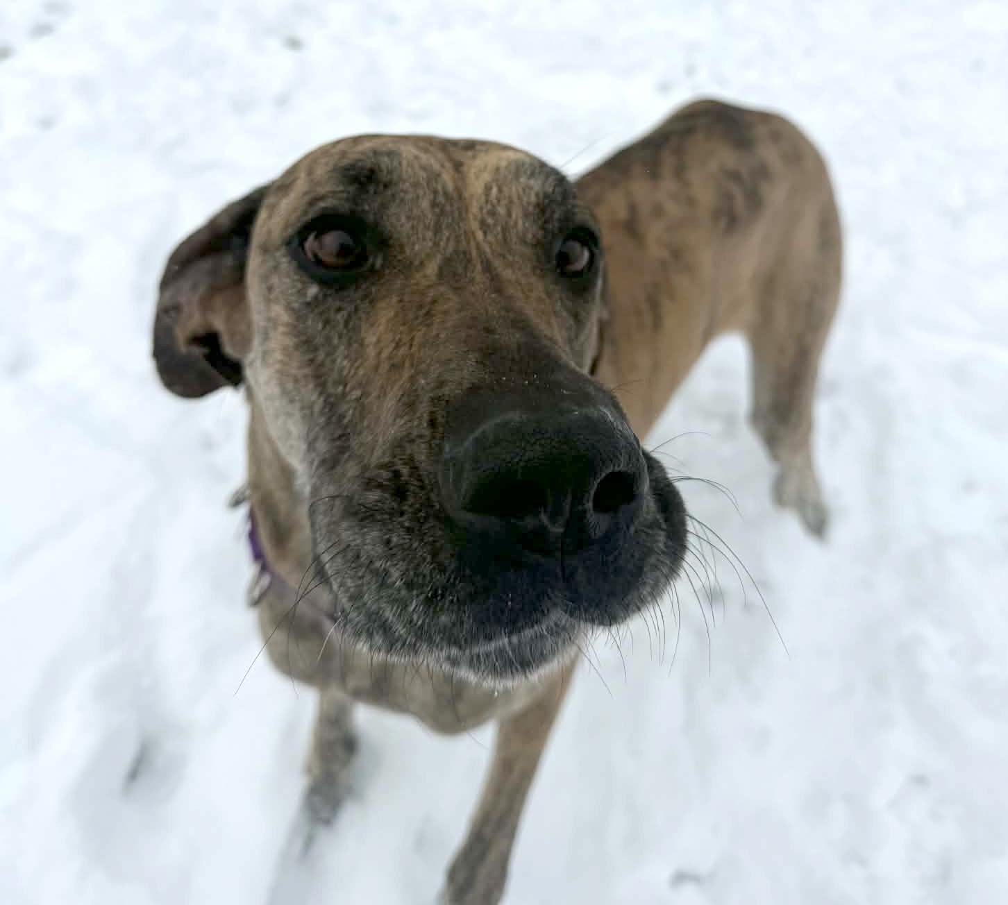 Enlarge Rizzo, a ADOPTABLE Great Dane in Onalaska, WI image 6/6