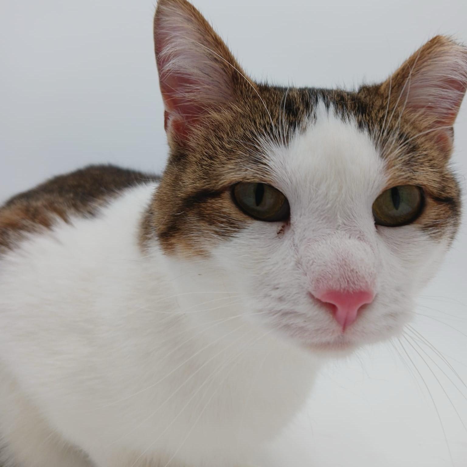 Panda — thumbnail 4