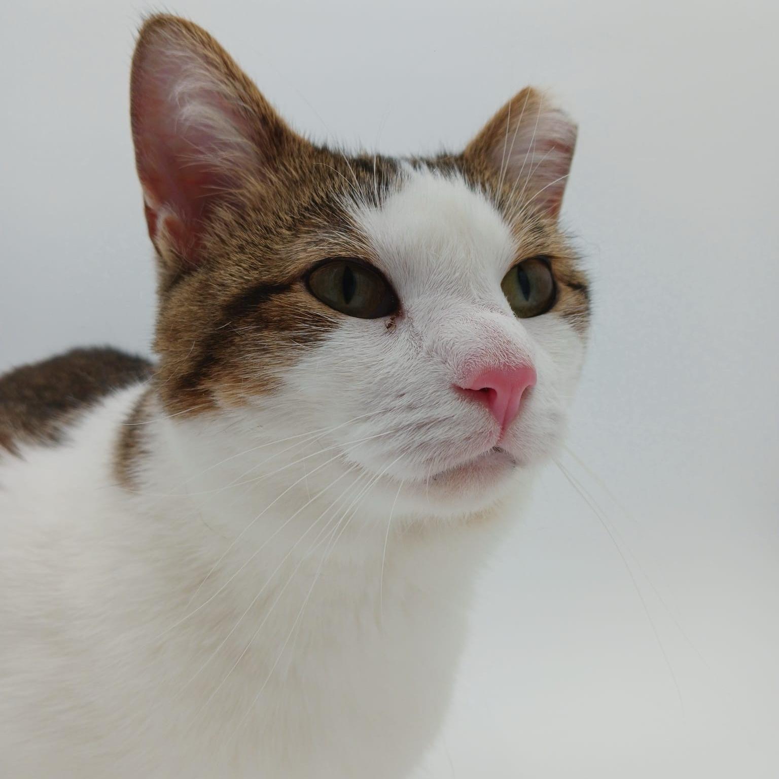 Panda — thumbnail 6