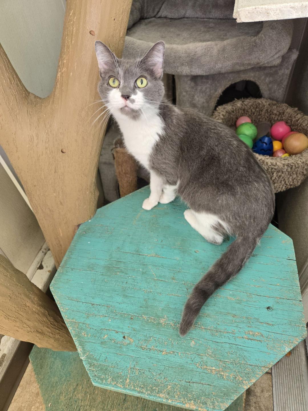 Enlarge Big Grey, a Adopted Domestic Short Hair in Maquoketa, IA image 1/1