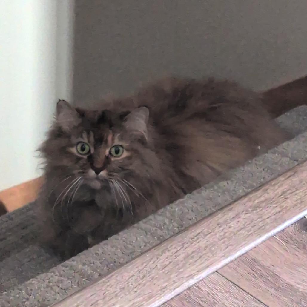 Enlarge Pearl, a Adoptable Domestic Short Hair in Brookfield, WI image 1/2