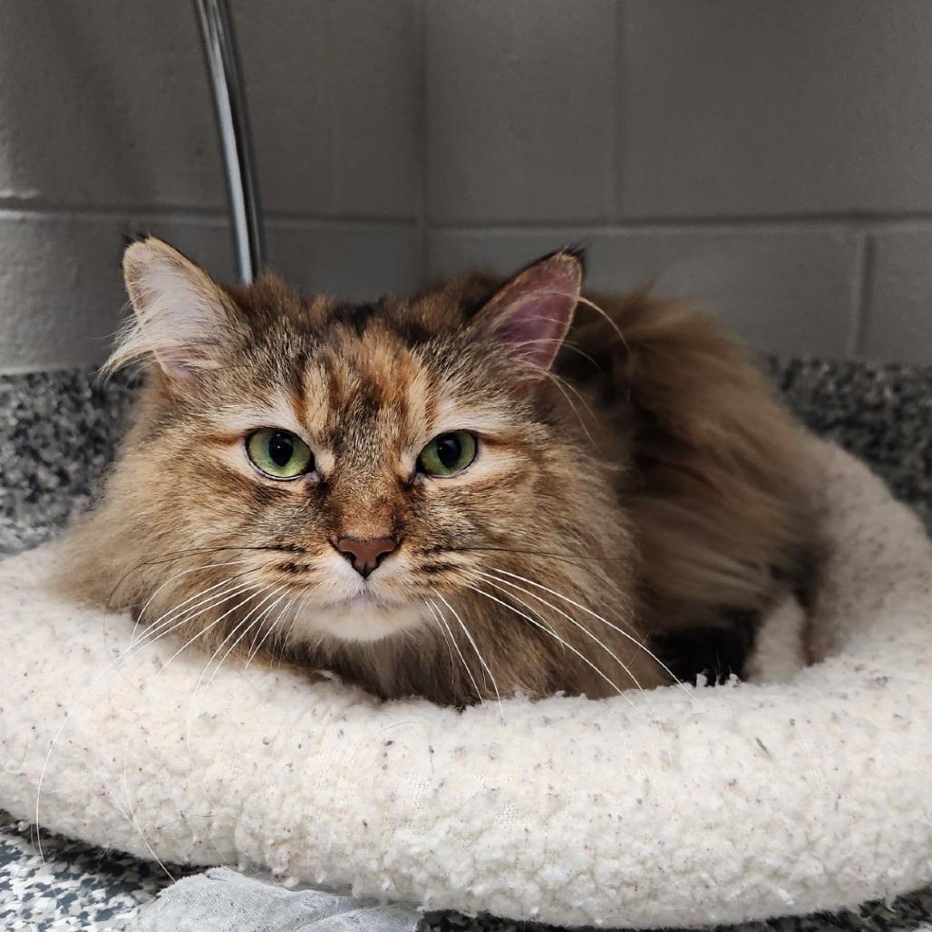 Enlarge Pearl, a Adoptable Domestic Short Hair in Brookfield, WI image 2/2