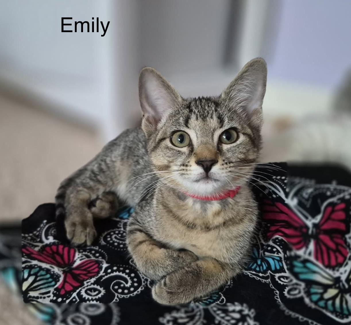 Phyllis (mom) and Emily(daughter)- Fee Sponsored, a ADOPTABLE Domestic Short Hair in Leesburg, VA image 6/6