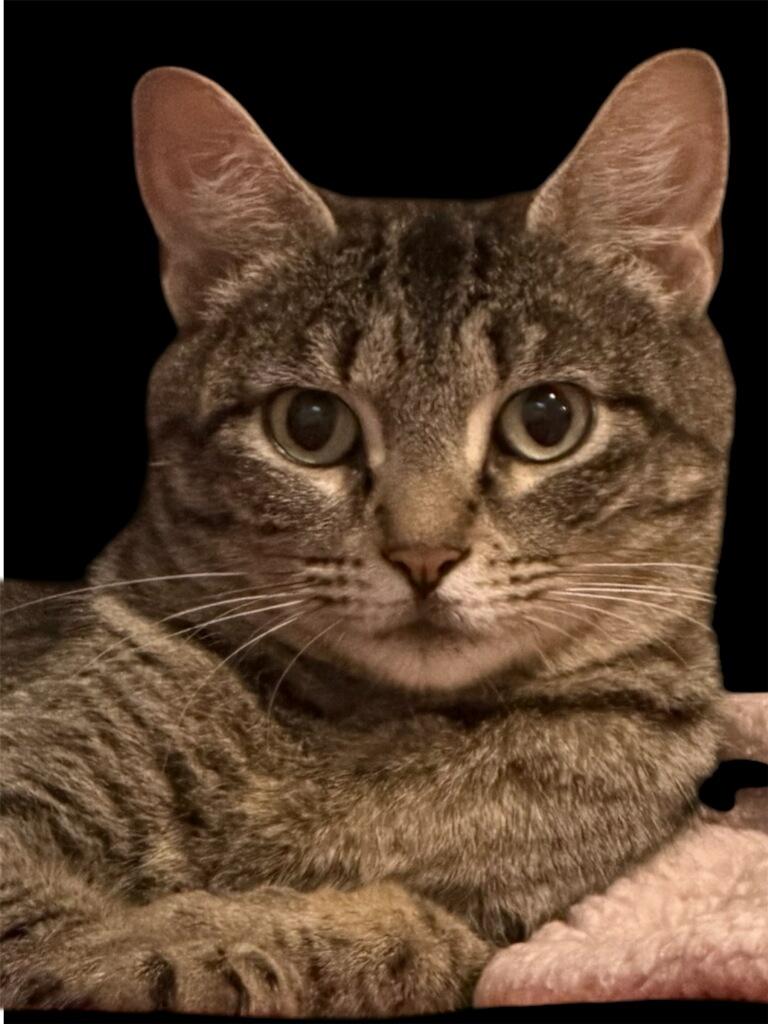 Phyllis, a ADOPTABLE Domestic Short Hair in Leesburg, VA image 2/4