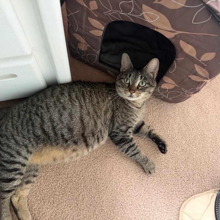 Phyllis, a ADOPTABLE Domestic Short Hair in Leesburg, VA image 3/4