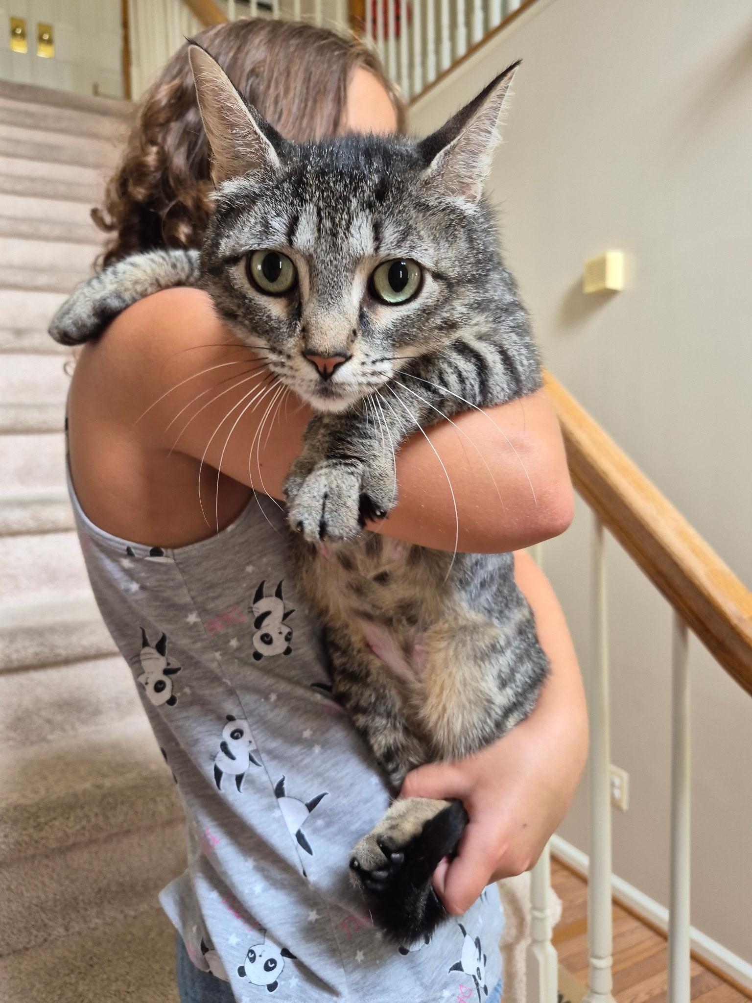 Phyllis, a ADOPTABLE Domestic Short Hair in Leesburg, VA image 2/5