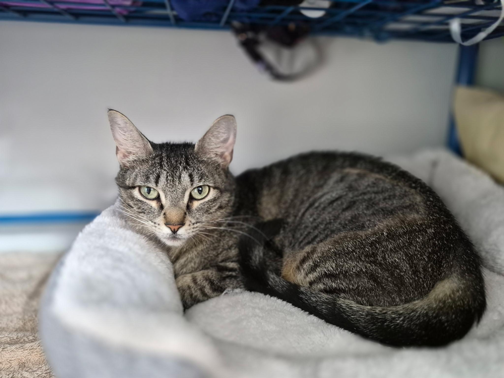 Phyllis, a ADOPTABLE Domestic Short Hair in Leesburg, VA image 5/5